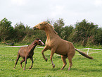playing horses