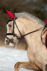 Welsh B Portrait