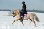 woman rides Welsh B