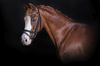 Welsh B portrait