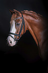 Welsh B portrait