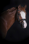 Welsh B portrait