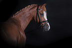 Welsh B portrait