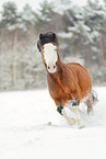 Welsh B in the snow