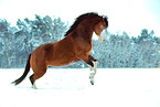 Welsh B in the snow