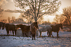 Welsh B Ponys
