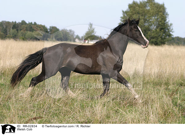 Welsh Cob / Welsh Cob / RR-02834