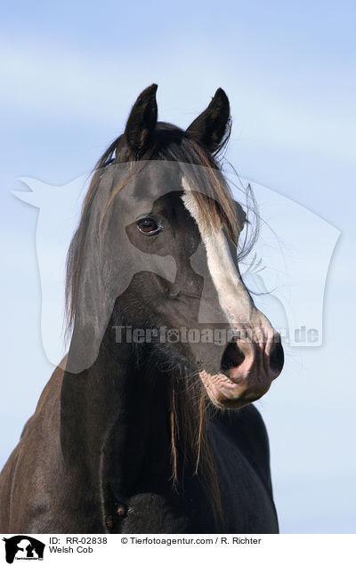 Welsh Cob / RR-02838