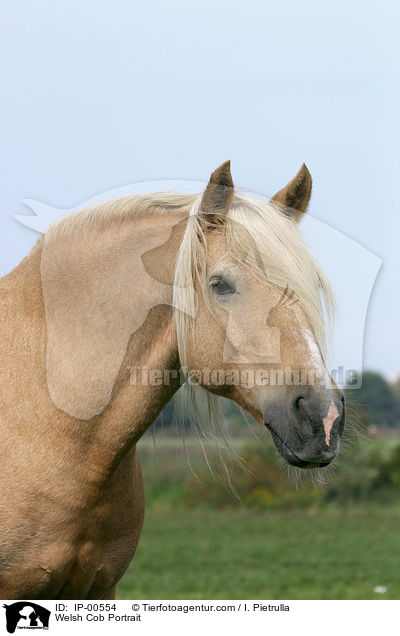 Welsh Cob Portrait / IP-00554