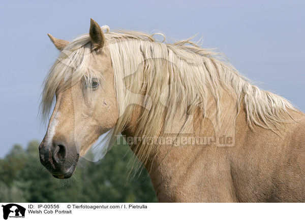 Welsh Cob Portrait / IP-00556