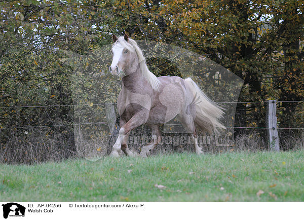 Welsh Cob / Welsh Cob / AP-04256