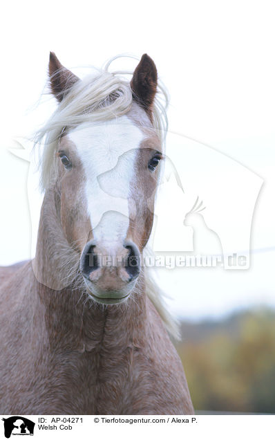 Welsh Cob / AP-04271