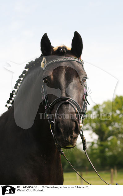 Welsh-Cob Portrait / Welsh-Cob Portrait / AP-05458