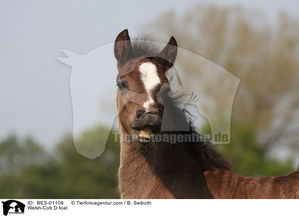 Welsh-Cob D Fohlen / Welsh-Cob D foal / BES-01108