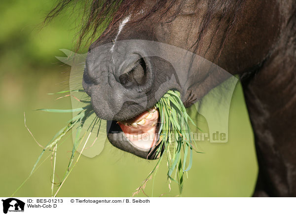 Welsh-Cob D / Welsh-Cob D / BES-01213