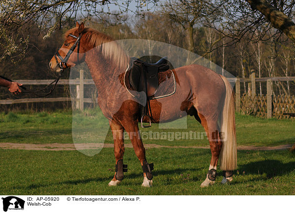Welsh-Cob / AP-05920
