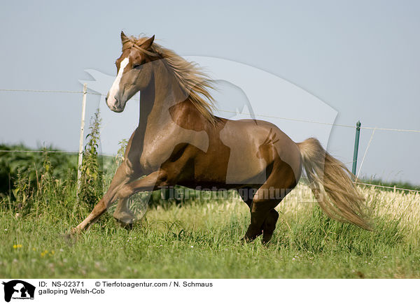 galloping Welsh-Cob / NS-02371
