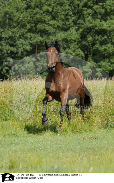 galloping Welsh-Cob / AP-06453