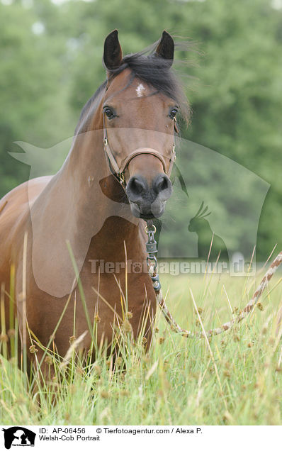 Welsh-Cob Portrait / AP-06456