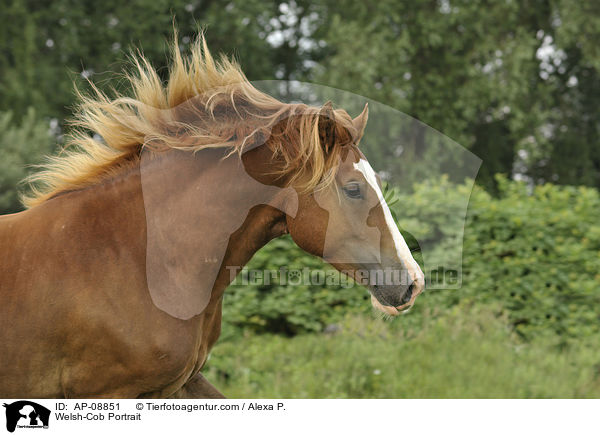 Welsh-Cob Portrait / AP-08851