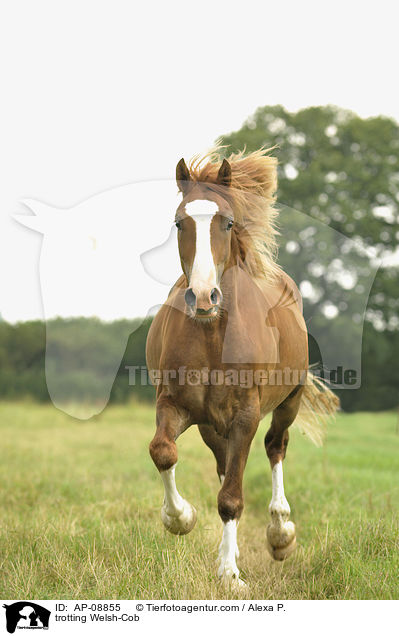trotting Welsh-Cob / AP-08855