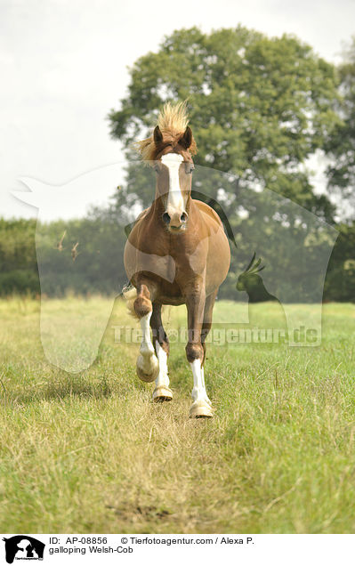 galloping Welsh-Cob / AP-08856