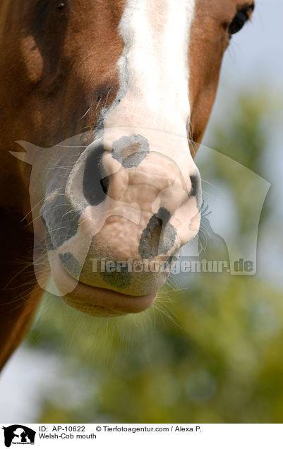 Welsh-Cob PoMaul / Welsh-Cob mouth / AP-10622