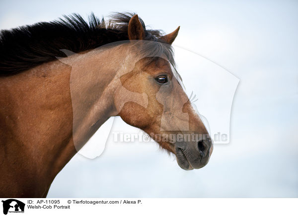 Welsh-Cob Portrait / Welsh-Cob Portrait / AP-11095