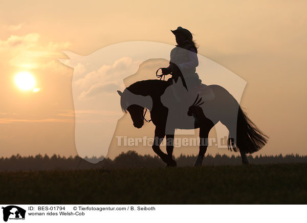 Frau reitet Welsh-Cob / woman rides Welsh-Cob / BES-01794