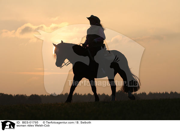 Frau reitet Welsh-Cob / woman rides Welsh-Cob / BES-01795