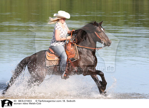 Frau reitet Welsh-Cob / woman rides Welsh-Cob / BES-01803