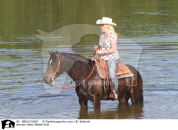 Frau reitet Welsh-Cob / woman rides Welsh-Cob / BES-01805