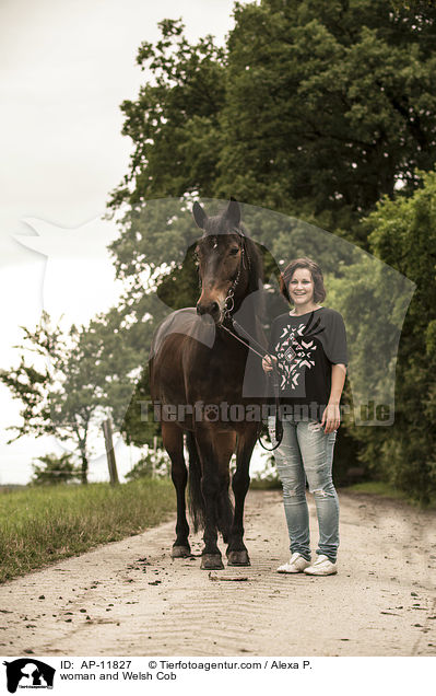 woman and Welsh Cob / AP-11827