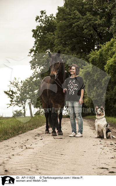 woman and Welsh Cob / AP-11828