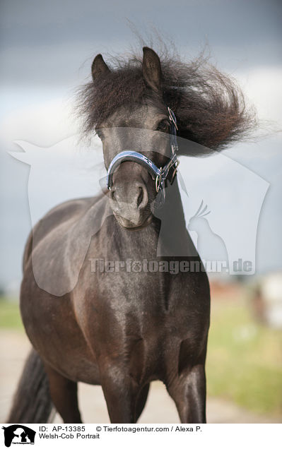 Welsh-Cob Portrait / AP-13385