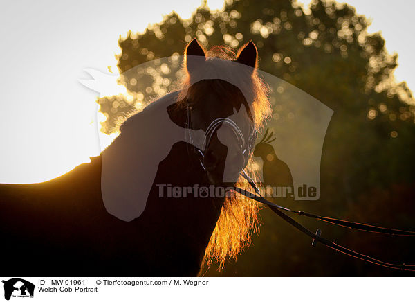 Welsh Cob Portrait / MW-01961