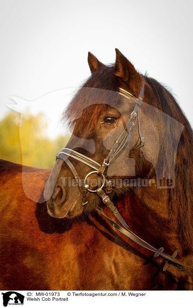 Welsh Cob Portrait / MW-01973