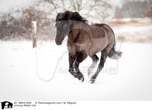 running Welsh Cob / MW-01983