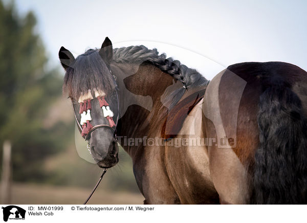 Welsh Cob / MW-01999