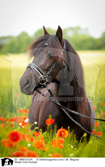 Welsh Cob Portrait / Welsh Cob Portrait / MW-03104