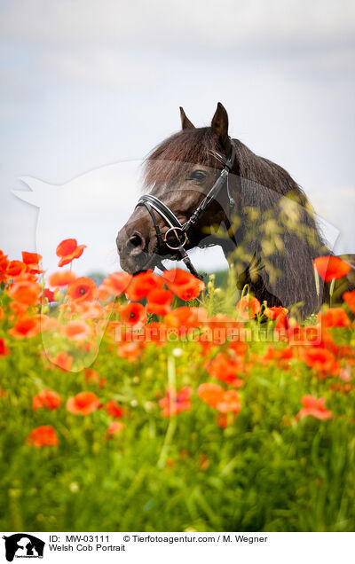 Welsh Cob Portrait / Welsh Cob Portrait / MW-03111