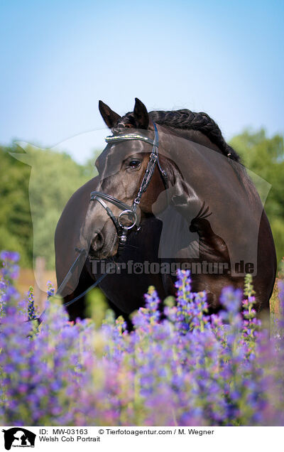 Welsh Cob Portrait / MW-03163