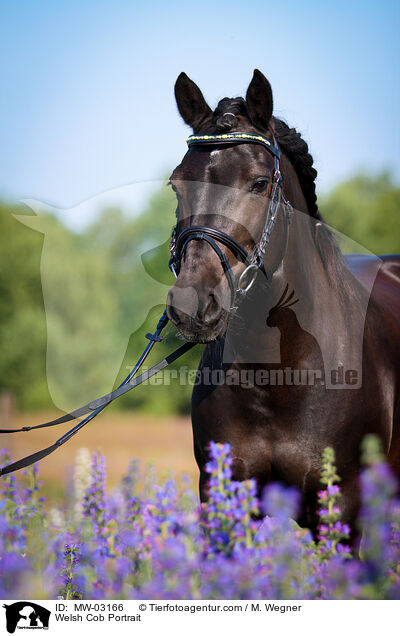 Welsh Cob Portrait / MW-03166