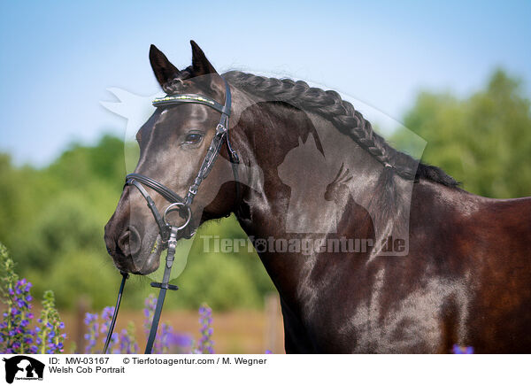 Welsh Cob Portrait / MW-03167