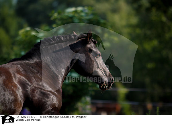 Welsh Cob Portrait / MW-03172