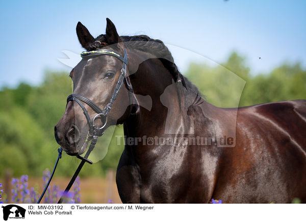 Welsh Cob Portrait / MW-03192