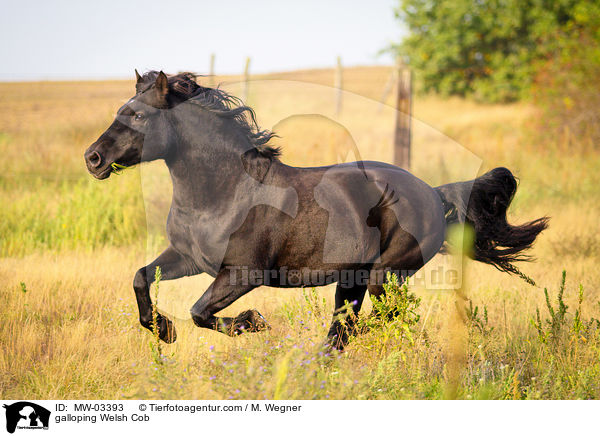 galloping Welsh Cob / MW-03393