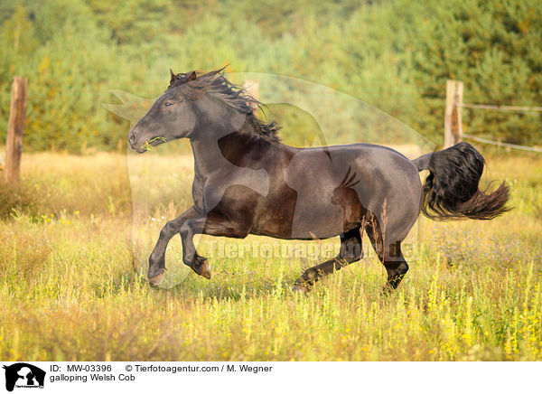 galloping Welsh Cob / MW-03396