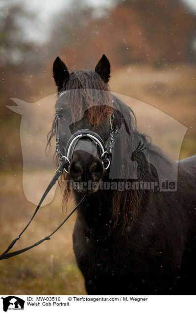 Welsh Cob Portrait / MW-03510