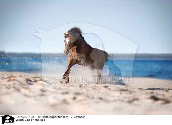 Welsh Cob on the sea / VJ-01403